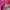 Balenciaga Classic Town Hot Pink Fuschia SHW photo 9