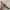 Plait belt brown photo 3
