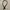 Black belt  photo 1