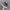 Vans Authentic 44 DX Anaheim Factory OG Leopard photo 1