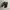 Birkenstock Gizeh photo 1