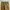 American Eagle Canvas Cargo Pant