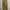 American Eagle Canvas Cargo Pant