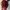 Bvally Maroon by Steve Madden photo 4