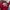 Bvally Maroon by Steve Madden photo 5