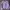 Sweater Crop Lilac Daisy Bordir Wanita photo 1