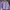 Sweater Crop Lilac Daisy Bordir Wanita
