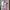 Alaia Pink Her Ballet Ruffle Dress