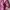 LEGITS 🔥 | Adidas TWNTY4SVN Climalite Warm-up Jacket Pink W photo 4