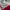 LEGITS 🔥 | CHAMPION TRACK JACKET CREAM & RED ( FEMALE ) photo 4