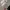 Starter Collab x ZARA Womens Crop Graphic Sweatshirt Hellgra photo 3