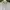 Lacoste Polo shirts Pria Tops gray photo 2
