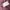 Jacket winter outdoor tuscora gorpcore goose down bulu angsa photo 7