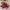 Jacket winter outdoor tuscora gorpcore goose down bulu angsa photo 1