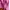 Adidas Sportswear Short Pria pink photo 3