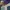 GAP Casual Sweatpants & Joggers Pria purple photo 3