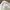 Bershka Casual Culotte Wanita white photo 4