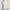 WACOAL ivory cream lace v neck tanktop bra photo 3