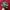 hat ossiane camo thanksinsomnia new bnwt photo 3