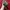 hat ossiane camo thanksinsomnia new bnwt photo 4