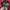 hat ossiane camo thanksinsomnia new bnwt photo 9