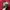 hat ossiane camo thanksinsomnia new bnwt photo 5