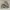 Adidas Yeezy 500 blush mens photo 1
