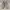 Adidas Yeezy 350 Cloud White photo 2