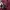 Evisu Streetwear Sportswear Sweater Pria burgundy photo 5