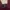 Evisu Streetwear Sportswear Sweater Pria burgundy photo 3
