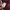 Evisu Streetwear Sportswear Sweater Pria burgundy photo 6