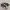 Converse Chuck Taylor 70s High Cordura Field Surplus Camo