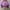 Casual Windbreaker Wanita pink photo 7
