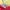 Adidas Y2K Sportswear Track jacket Wanita multicolor photo 5