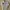 Polo Ralph Lauren Casual Polo Shirt Pria White