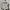 MLB Sportswear Hoody Pria Cream