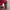 Tommy Hilfiger Luxury Polo shirt Pria red photo 3
