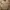 Yves Saint Laurent YSL Luxury Polo shirt Pria brown photo 1