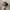 Casual Hat Pria red gray photo 6
