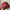 Casual Hat Pria red gray photo 4