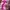Vintage Hat Wanita pink photo 4
