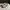 Adidas Sneakers Pria White Black