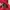 Polo Ralph Lauren Y2K Track jacket Wanita red cream photo 8