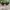 Ray Ban Casual Sunglass Pria Brown