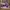 Adidas Casual Sneakers Pria Purple