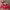 Casual Windbreaker Pria Red