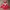 Casual Windbreaker Pria Red