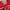 Casual Windbreaker Pria red photo 4