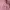 Casual Cardigan Wanita pink photo 2