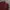 Champion Casual Fleece Pria burgundy photo 2